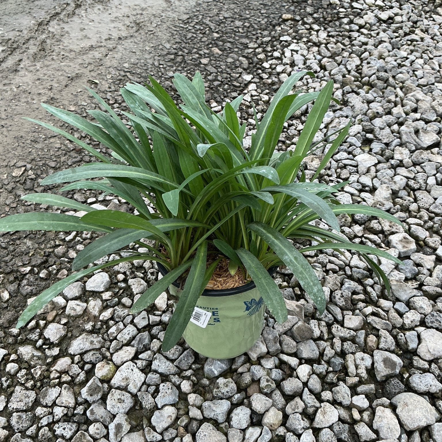 Snowbank False Aster in a #1 container showing a dense rosette of slender green foliage on a gravel surface.