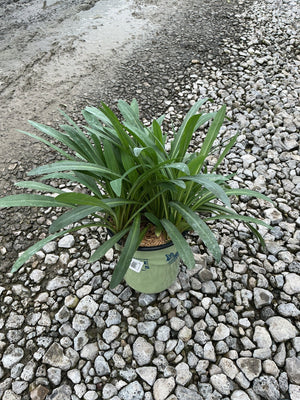 Snowbank False Aster in a #1 container showing a dense rosette of slender green foliage on a gravel surface.