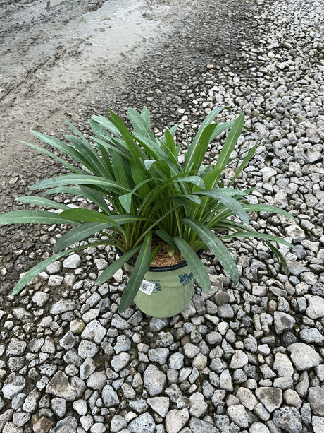 Snowbank False Aster in a #1 container showing a dense rosette of slender green foliage on a gravel surface.