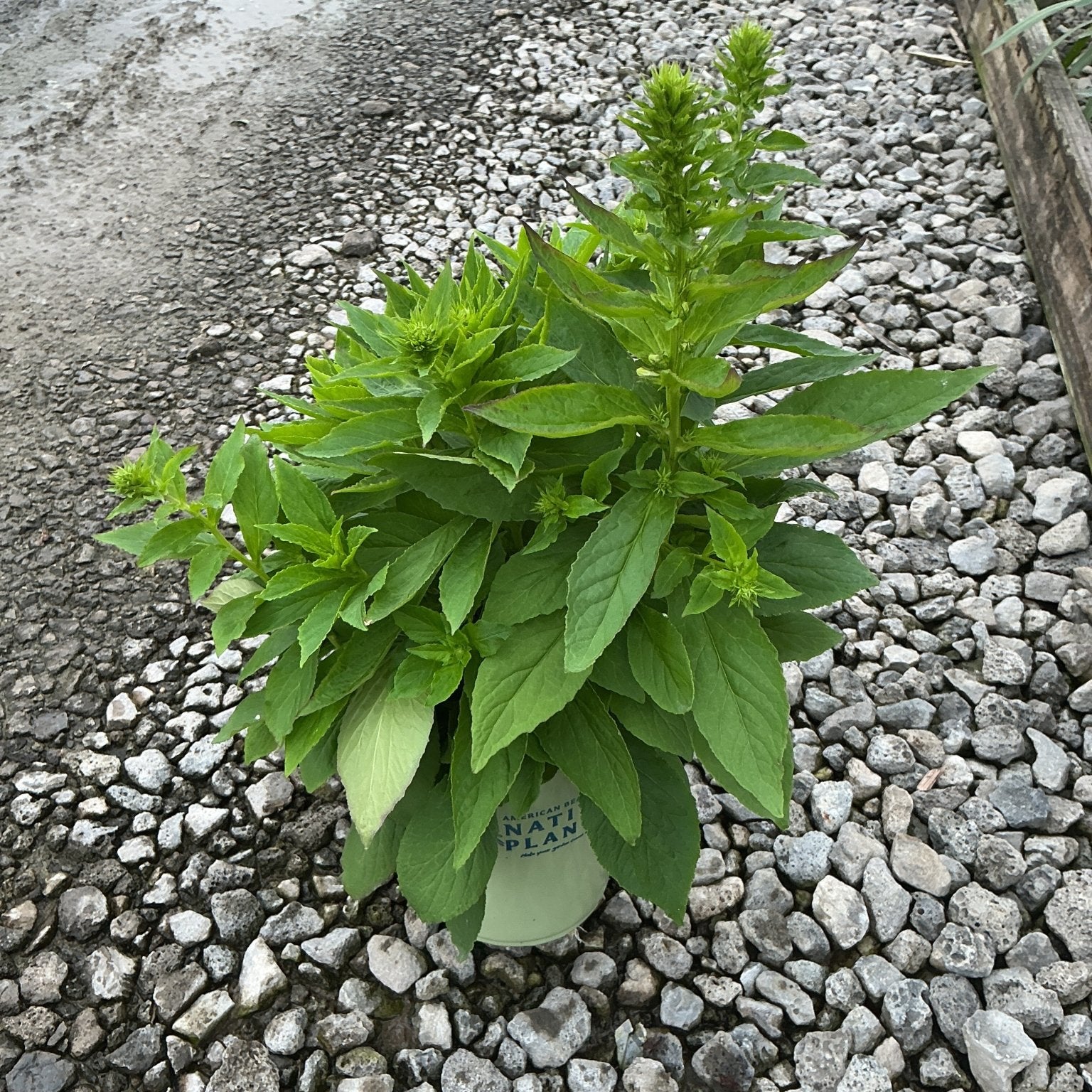 Great Blue Lobelia plant in a #1 container showing lush green foliage and emerging flower buds on a gravel nursery surface.