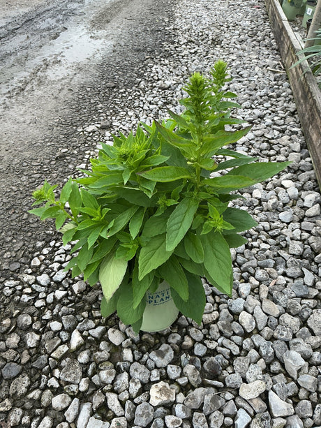 Great Blue Lobelia plant in a #1 container showing lush green foliage and emerging flower buds on a gravel nursery surface.