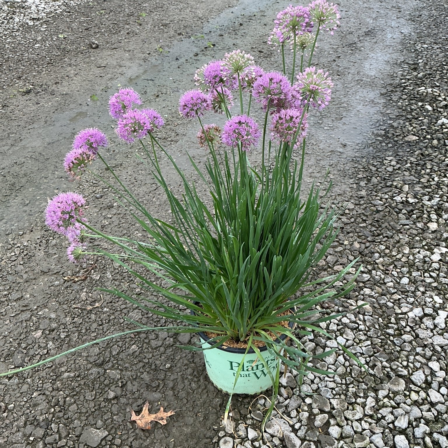 Medusa Allium in a nursery container displaying multiple spherical pink-purple blooms on tall green stems.