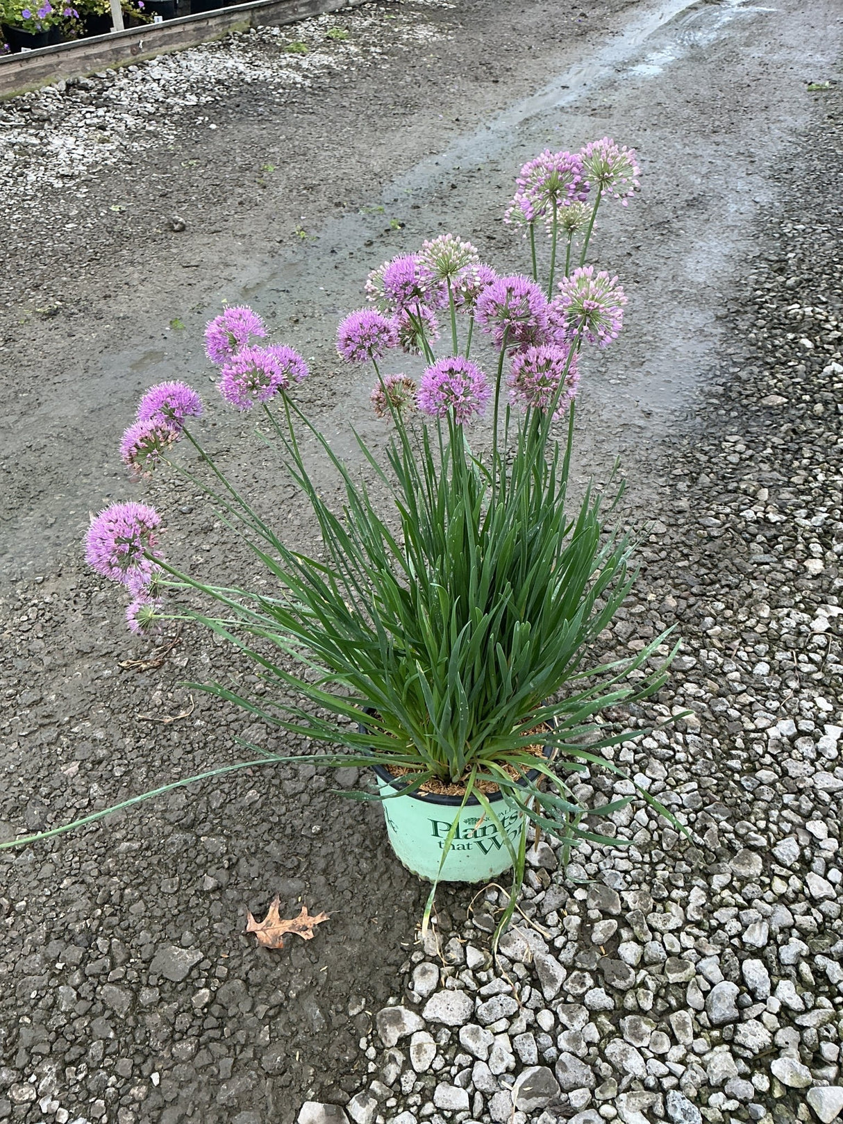 Medusa Allium in a nursery container displaying multiple spherical pink-purple blooms on tall green stems.