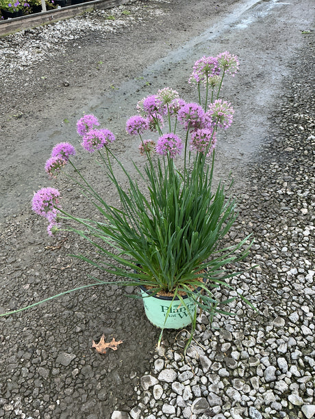 Medusa Allium in a nursery container displaying multiple spherical pink-purple blooms on tall green stems.