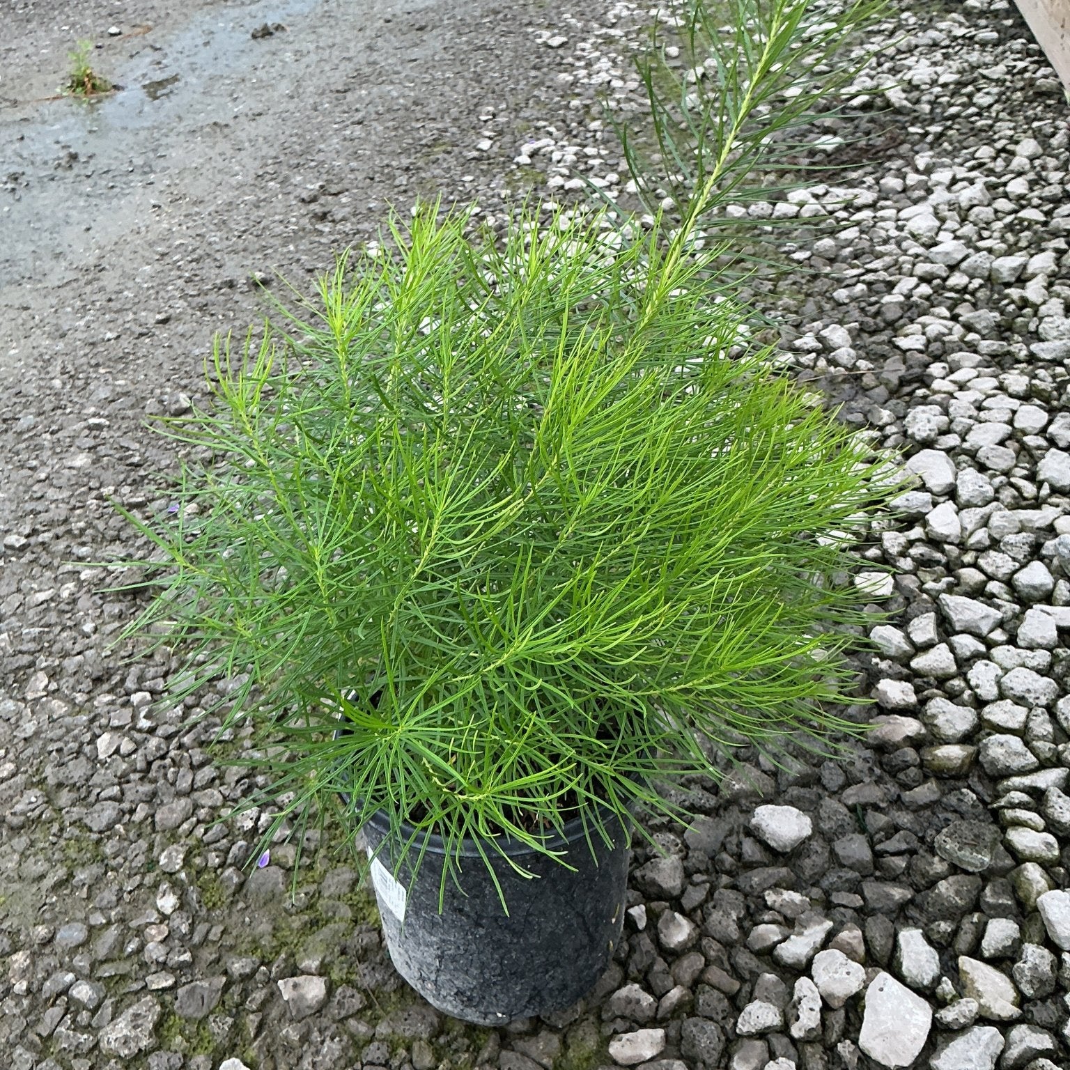 Amsonia hubrichtii Hubricht's Bluestar in a #1 container, showing fine needle-like green foliage with an airy, mounded habit.