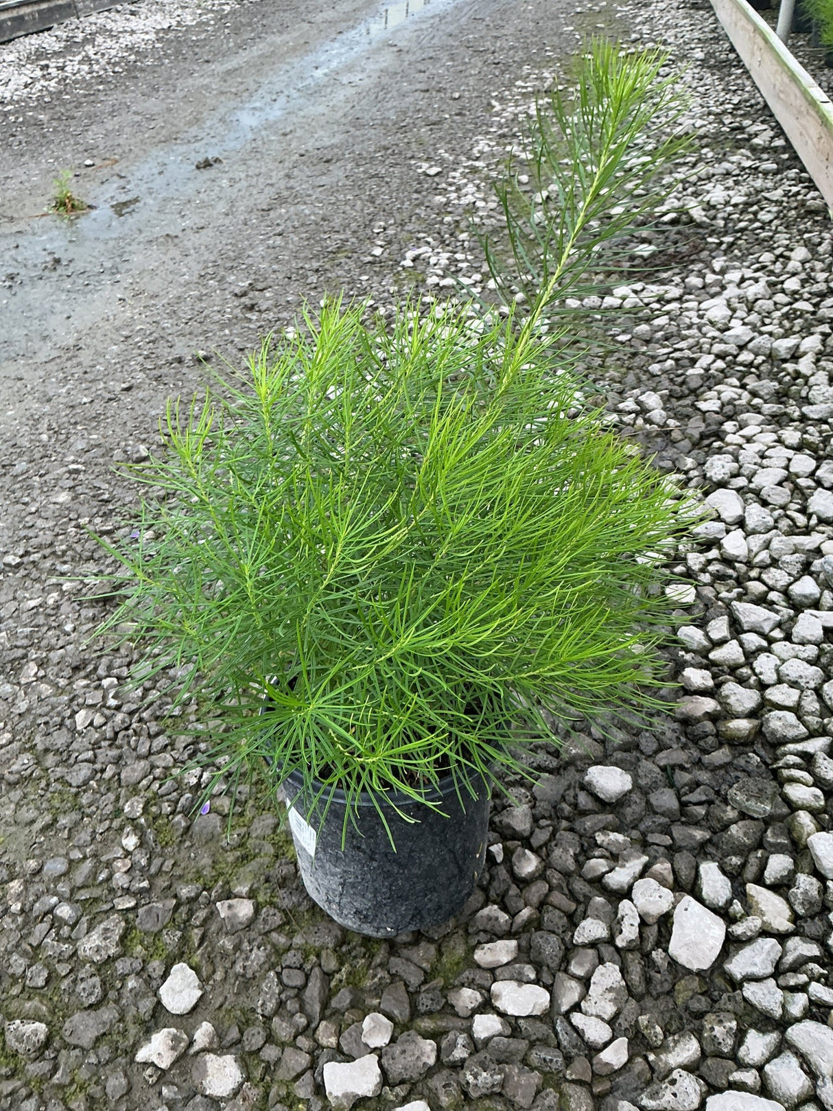 Amsonia hubrichtii Hubricht's Bluestar in a #1 container, showing fine needle-like green foliage with an airy, mounded habit.