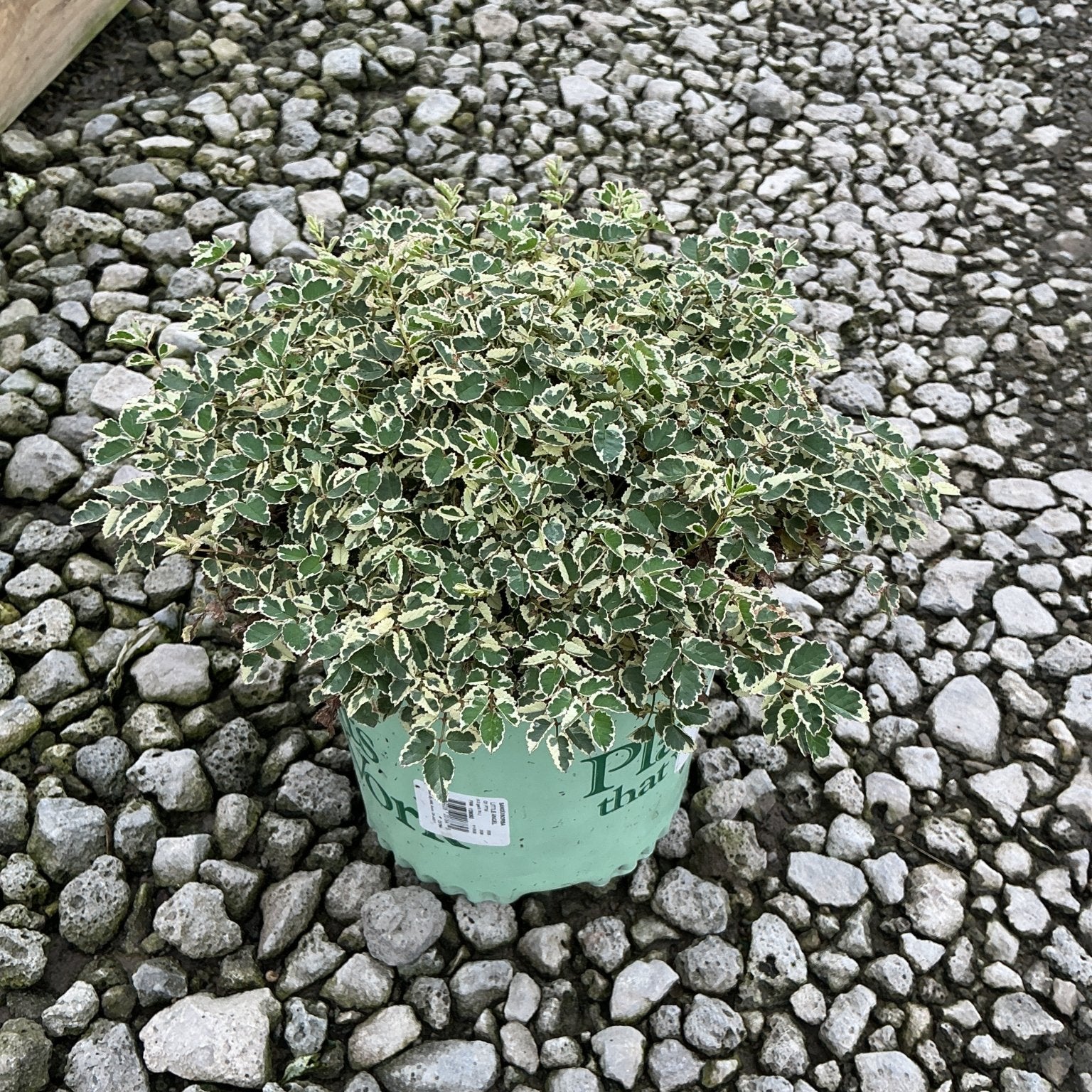 Variegated shrub with green and cream-edged leaves growing in a green nursery container on a gravel surface.