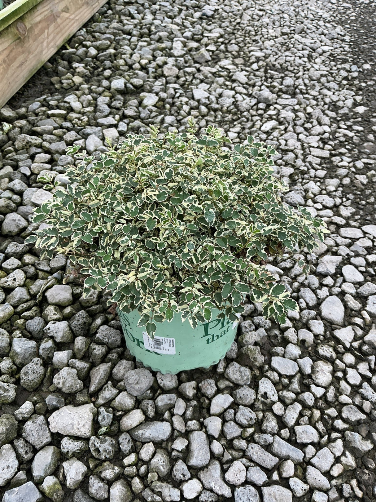 Variegated shrub with green and cream-edged leaves growing in a green nursery container on a gravel surface.