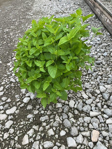 Blue Mistflower plant with dense bright green foliage growing in a gravel bed, shown in a #1 container size.