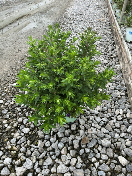 Grape Crush New England Aster growing in a container, showing dense green foliage with emerging buds on a gravel surface.