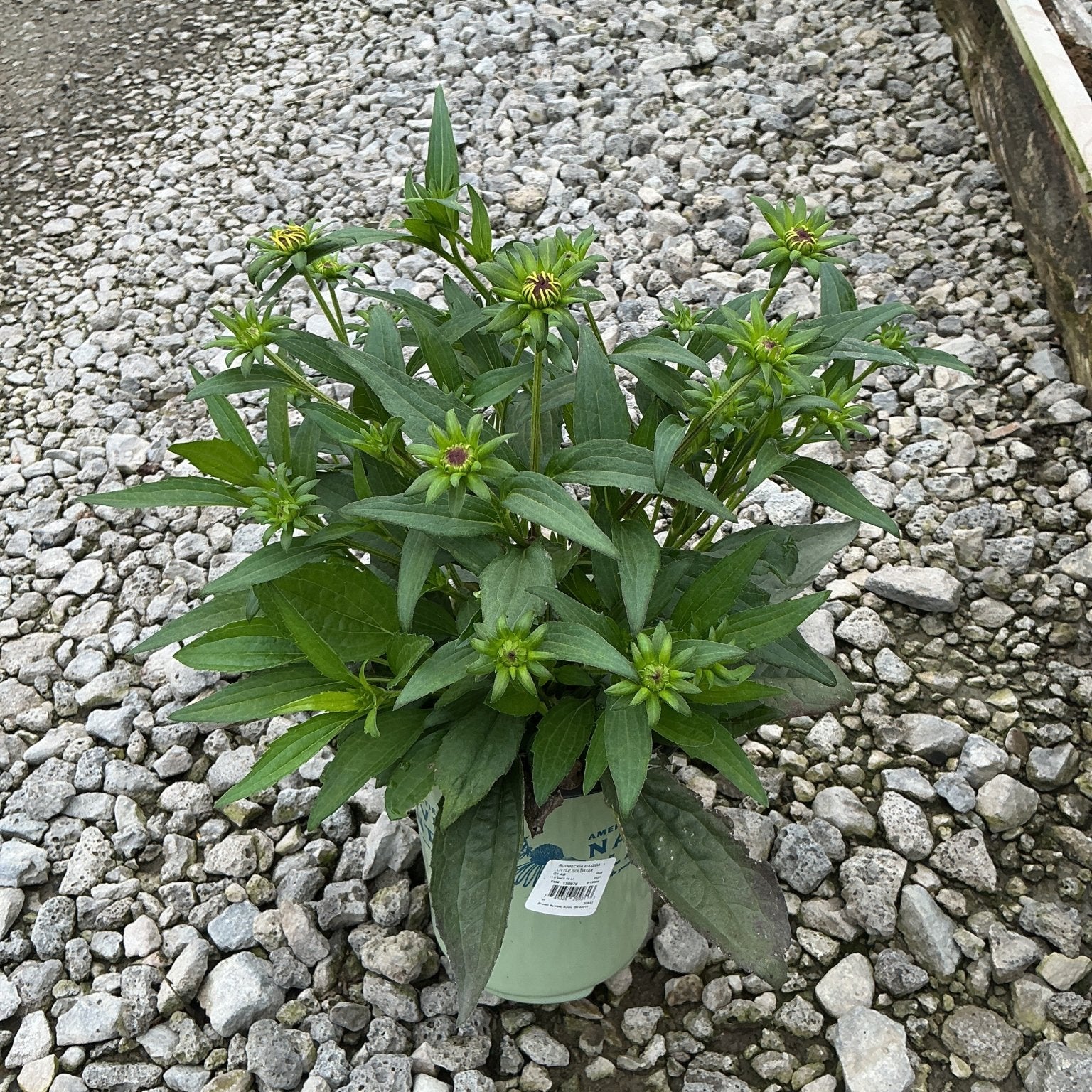 Little Goldstar Black-Eyed Susan in a #1 container with dense foliage and multiple flower buds forming before bloom.