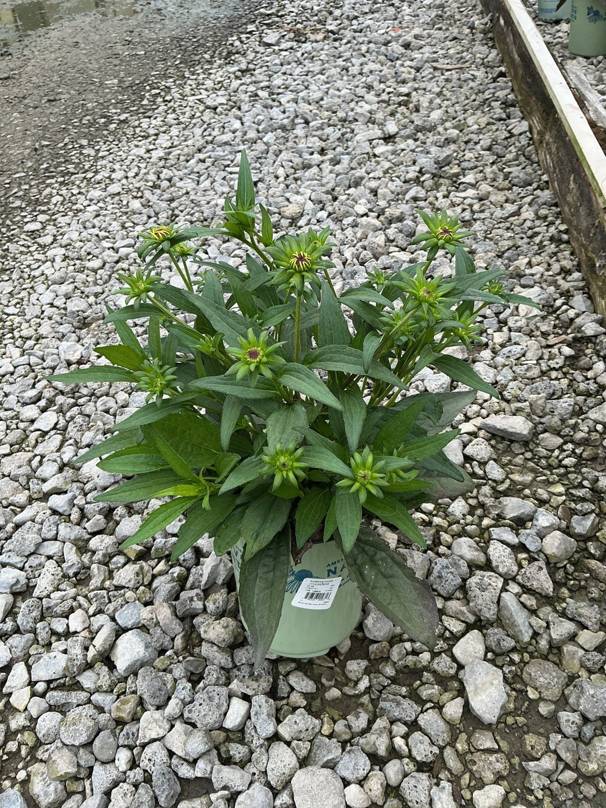 Little Goldstar Black-Eyed Susan in a #1 container with dense foliage and multiple flower buds forming before bloom.