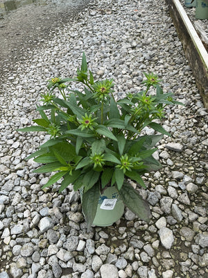 Little Goldstar Black-Eyed Susan in a #1 container with dense foliage and multiple flower buds forming before bloom.