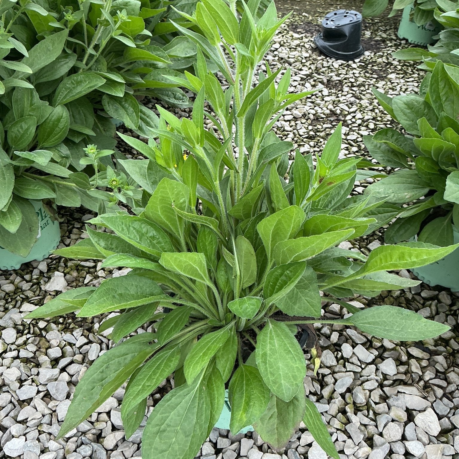 Rudbeckia x 'Glitters Like Gold' Black-Eyed Susan in a #1 container, showing lush green foliage before blooming.