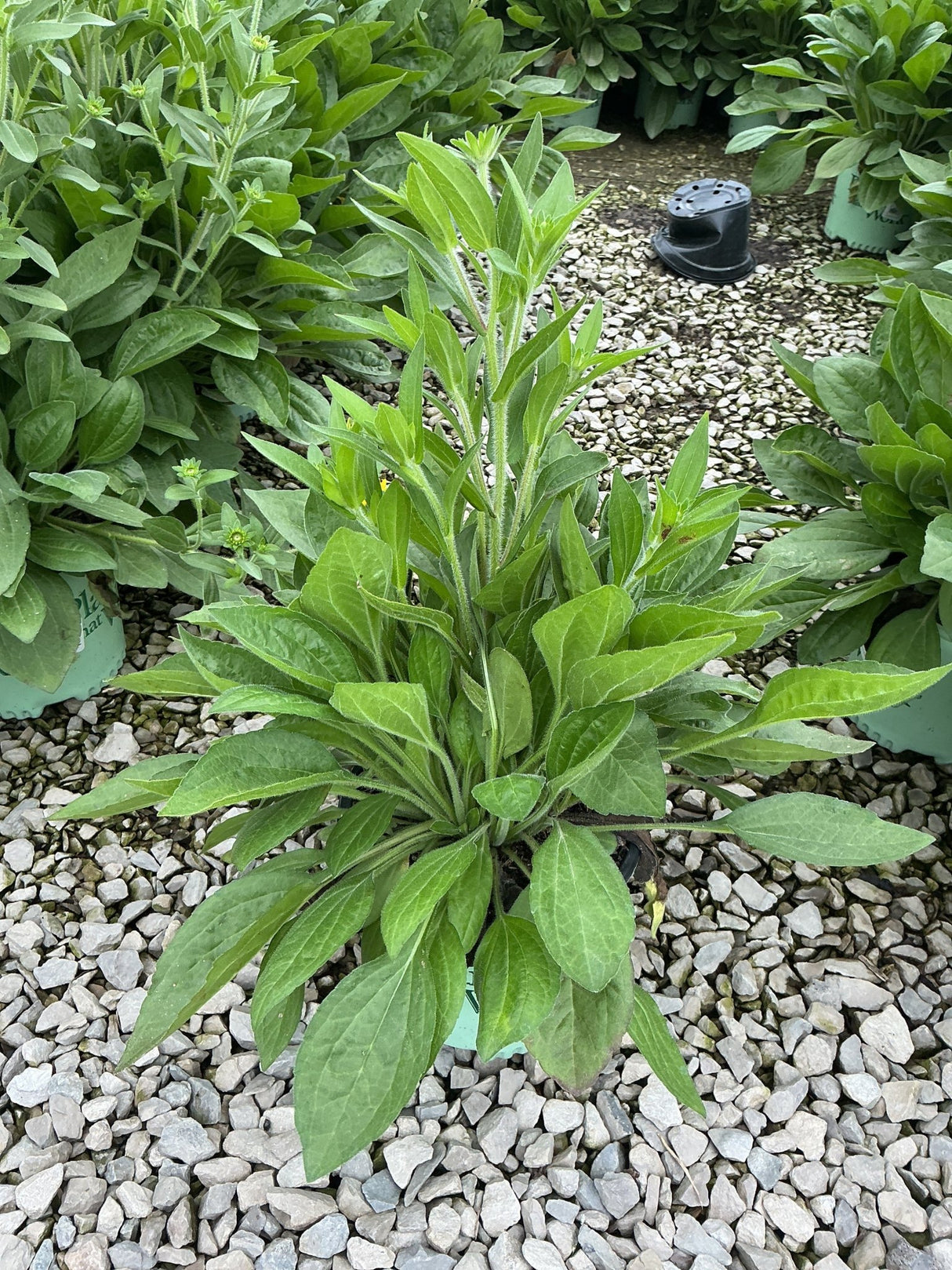 Rudbeckia x 'Glitters Like Gold' Black-Eyed Susan in a #1 container, showing lush green foliage before blooming.