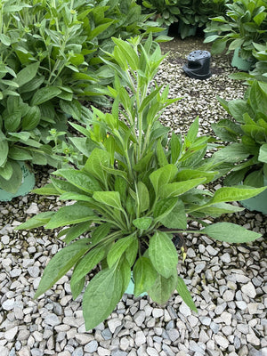 Rudbeckia x 'Glitters Like Gold' Black-Eyed Susan in a #1 container, showing lush green foliage before blooming.