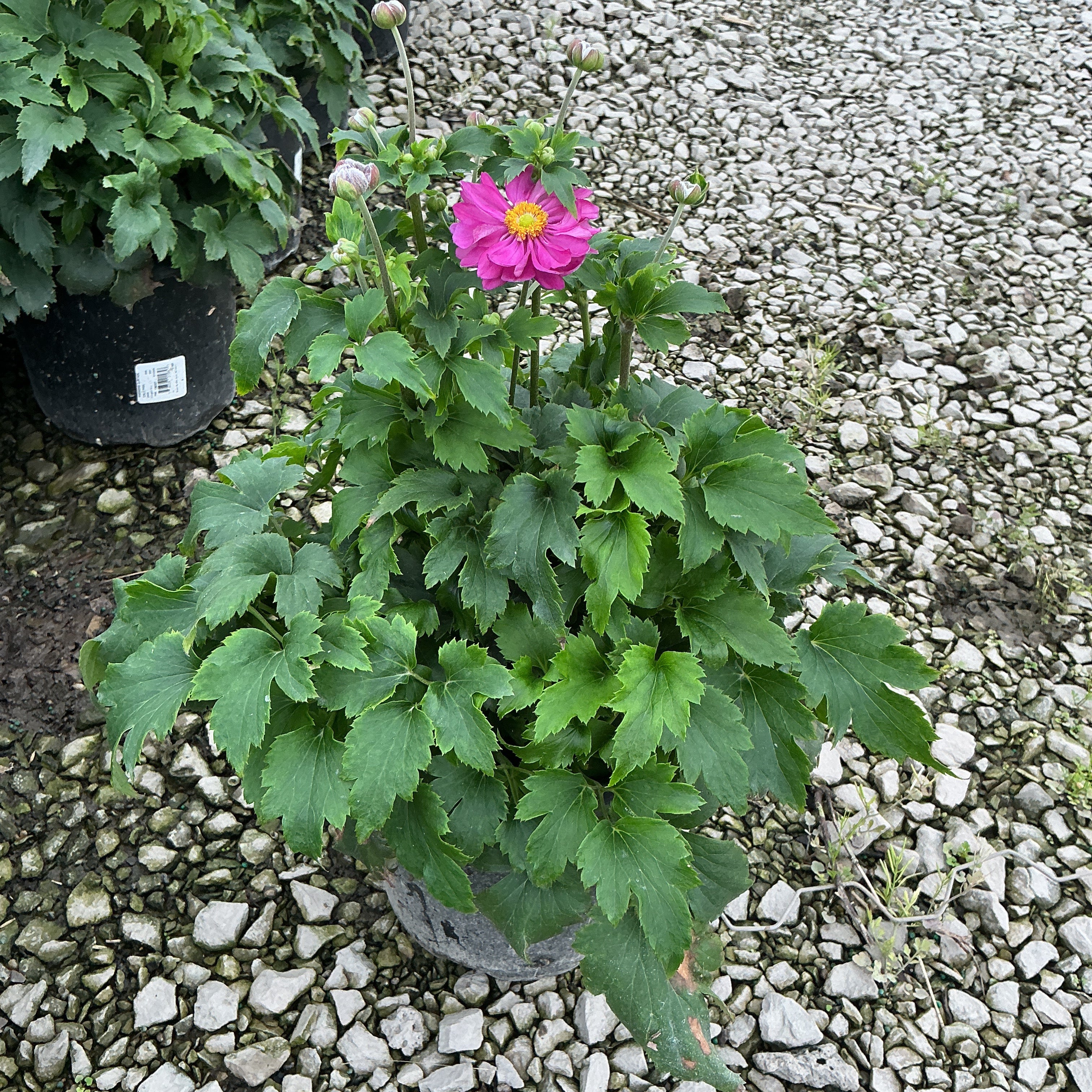 Curtain Call Pink Japanese Anemone in a nursery container with one open magenta bloom and several buds on tall stems.