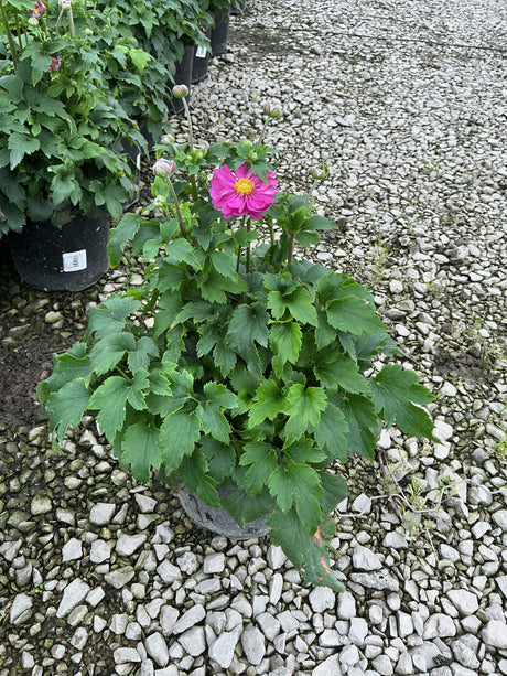 Curtain Call Pink Japanese Anemone in a nursery container with one open magenta bloom and several buds on tall stems.