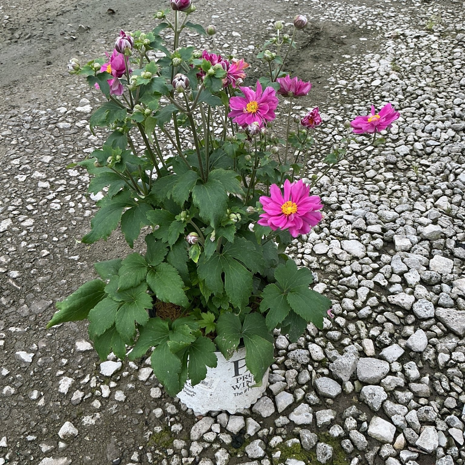 Fall in Love Sweetly Japanese Anemone in a #1 container with bright pink blooms and yellow centers on a gravel surface.