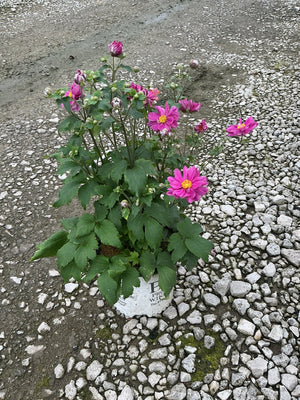 Fall in Love Sweetly Japanese Anemone in a #1 container with bright pink blooms and yellow centers on a gravel surface.