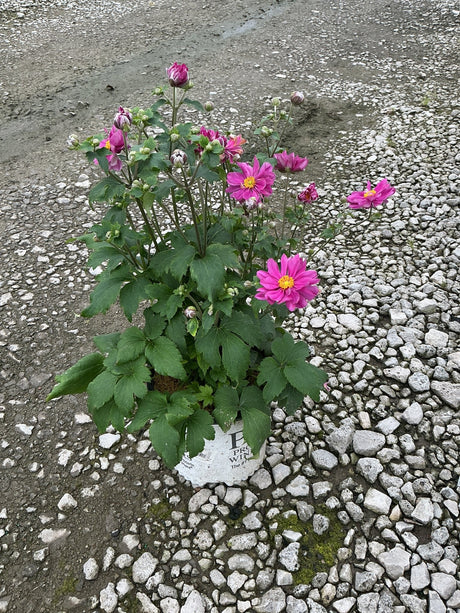 Fall in Love Sweetly Japanese Anemone in a #1 container with bright pink blooms and yellow centers on a gravel surface.