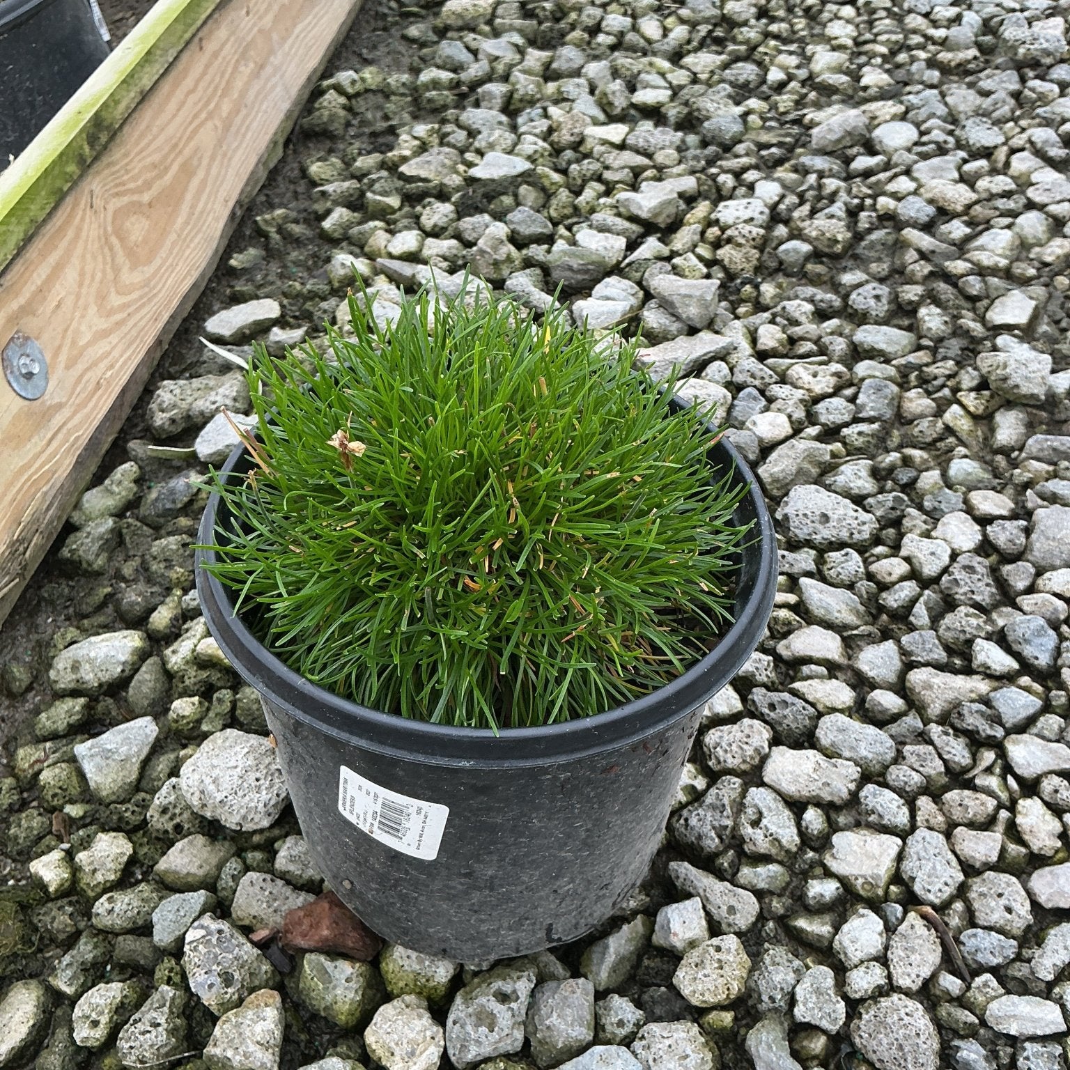 Armeria maritima Splendens Sea Thrift growing in a black nursery container set on gravel at a garden center.