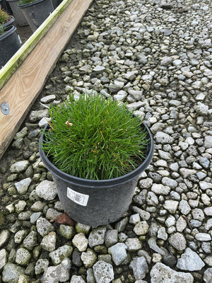 Armeria maritima Splendens Sea Thrift growing in a black nursery container set on gravel at a garden center.