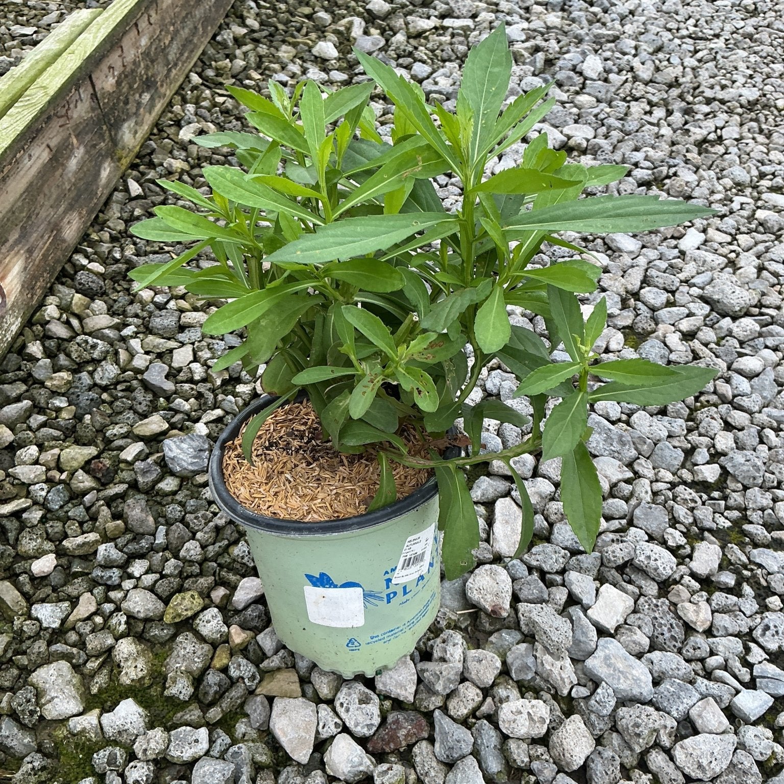 Common Sneezeweed Helenium autumnale in a #1 nursery container, showing lush green foliage on a gravel surface.