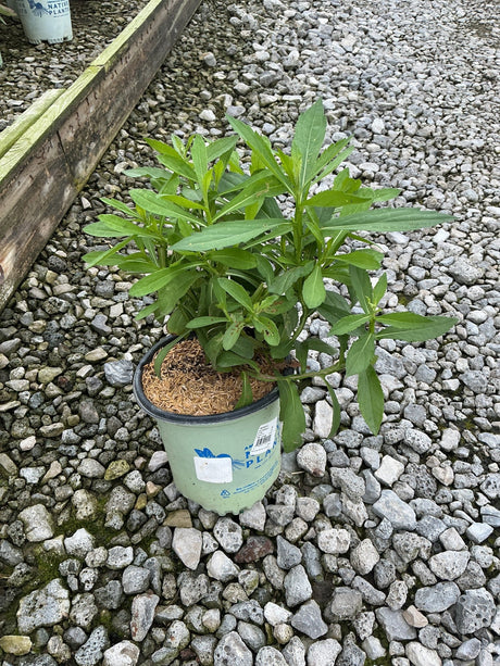 Common Sneezeweed Helenium autumnale in a #1 nursery container, showing lush green foliage on a gravel surface.