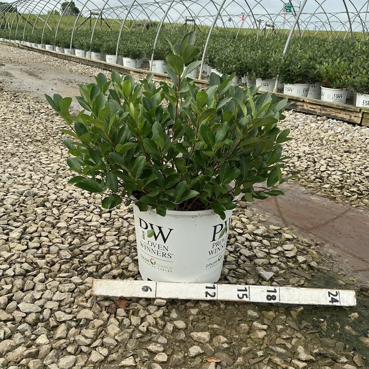 Low Scape Mound Chokeberry shrub in a Proven Winners #3 container, measured against a ruler at a nursery grow yard.