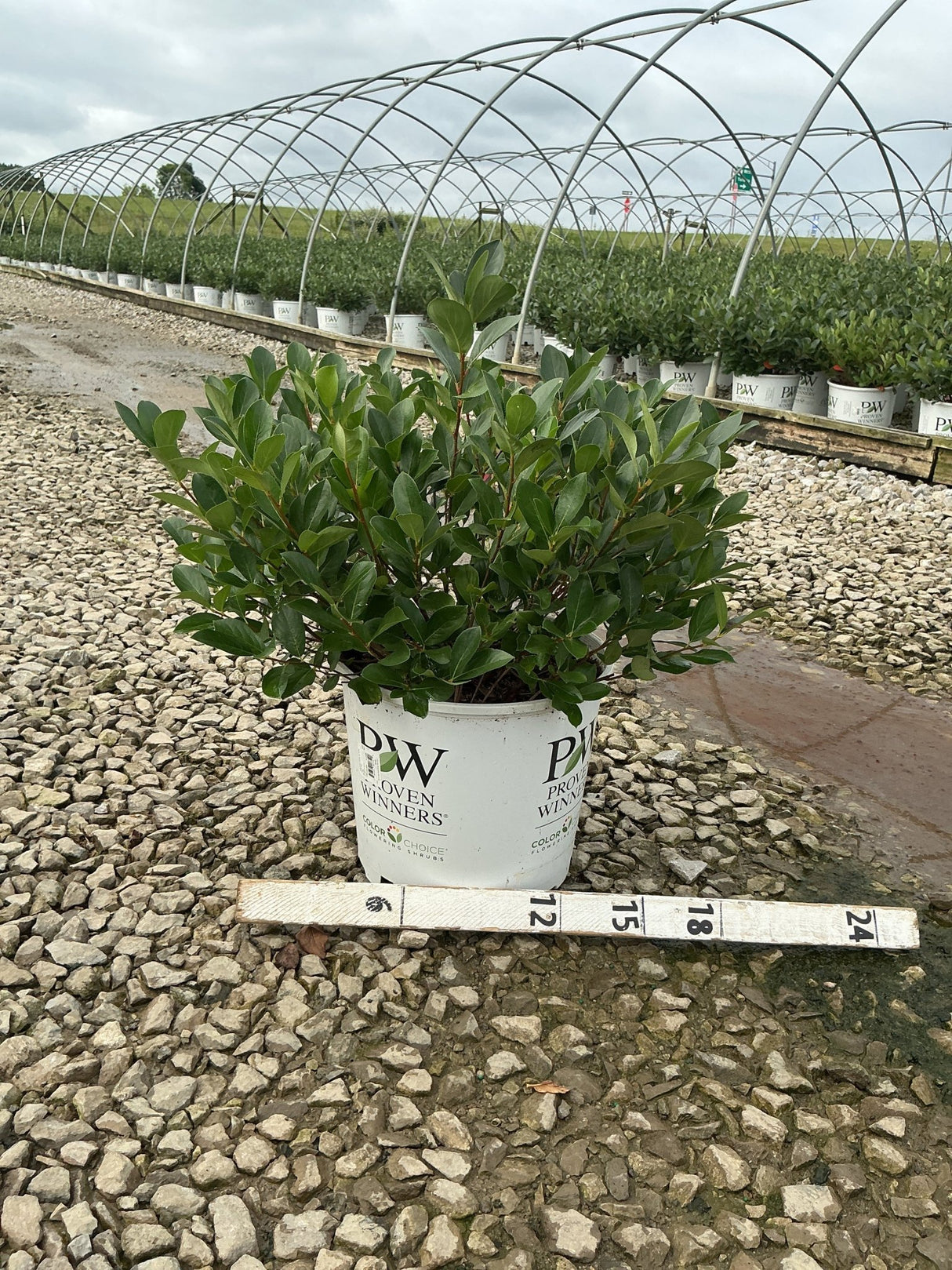 Low Scape Mound Chokeberry shrub in a Proven Winners #3 container, measured against a ruler at a nursery grow yard.
