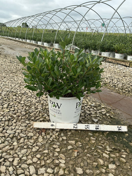 Low Scape Mound Chokeberry shrub in a Proven Winners #3 container, measured against a ruler at a nursery grow yard.