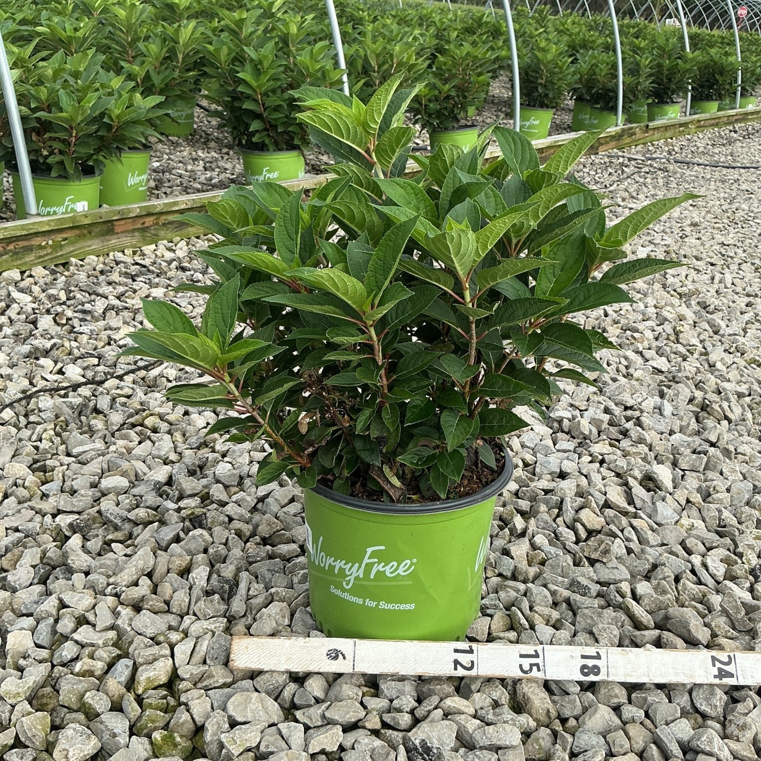 Early Evolution Panicle Hydrangea shrub in a #3 WorryFree container displayed on gravel at a nursery greenhouse.