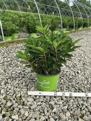 Early Evolution Panicle Hydrangea shrub in a #3 WorryFree container displayed on gravel at a nursery greenhouse.