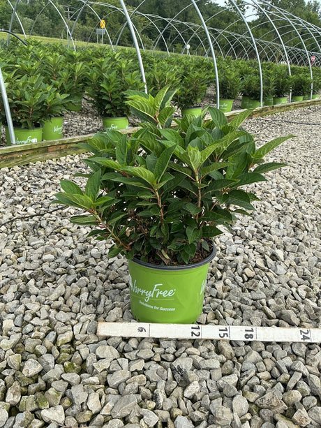 Early Evolution Panicle Hydrangea shrub in a #3 WorryFree container displayed on gravel at a nursery greenhouse.