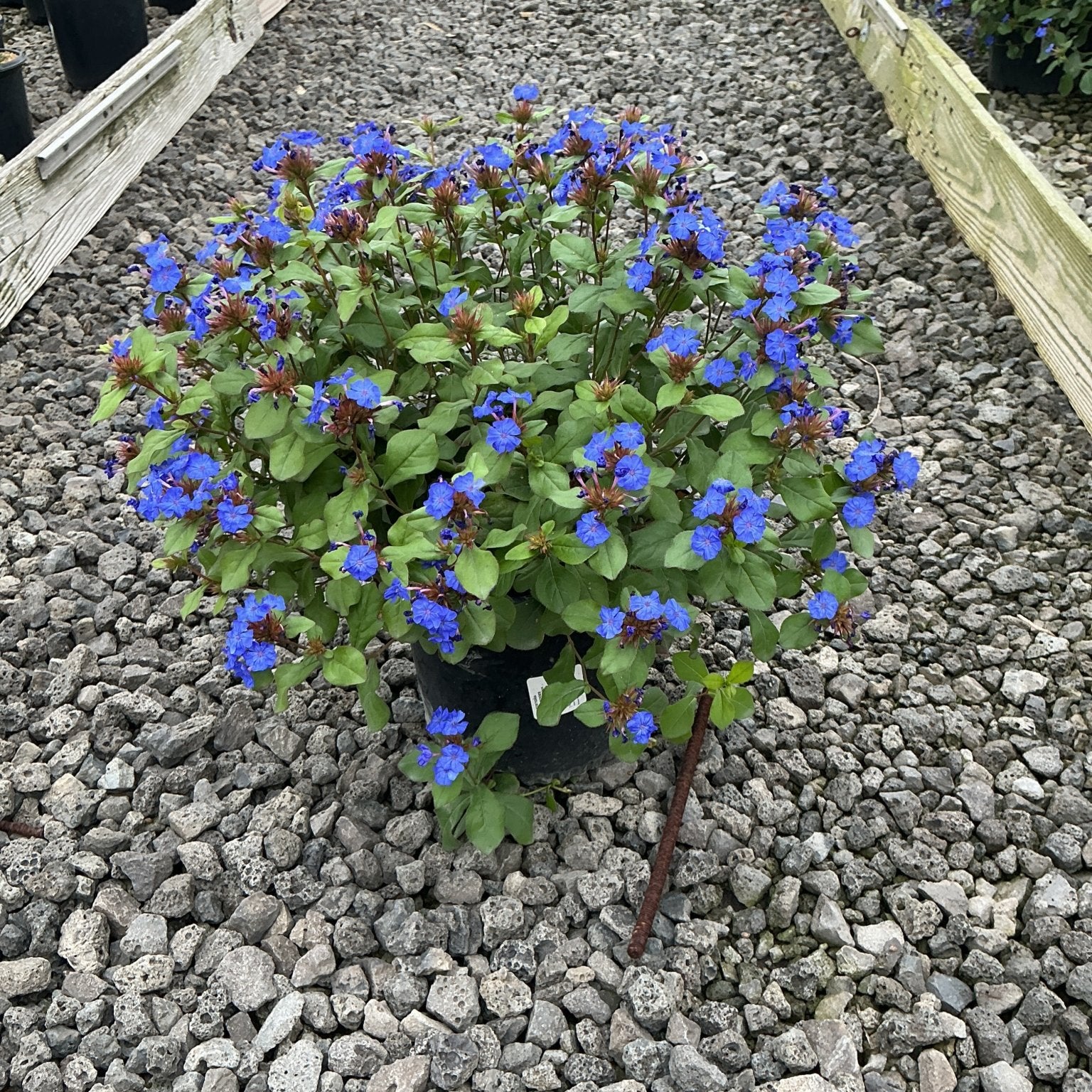 Blue Plumbago (Ceratostigma plumbaginoides) in a #1 container, covered in vivid blue blooms on a gravel nursery path.