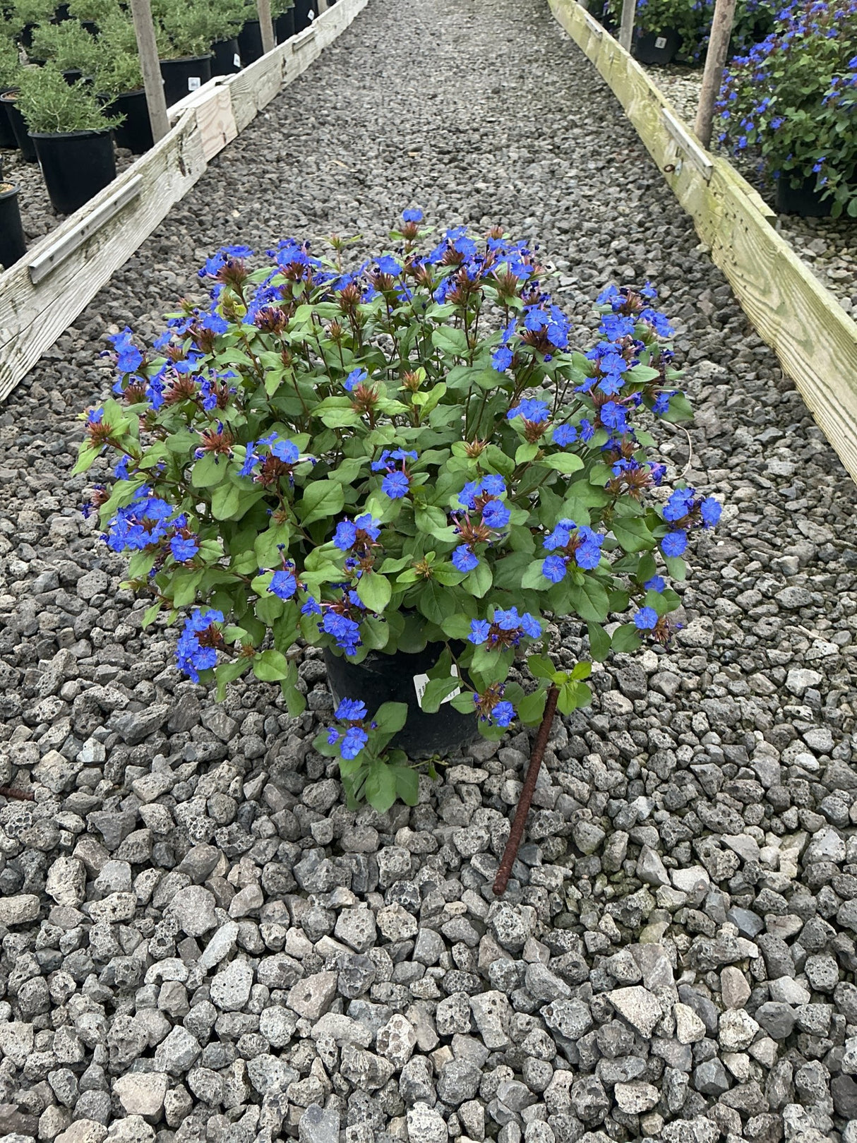 Blue Plumbago (Ceratostigma plumbaginoides) in a #1 container, covered in vivid blue blooms on a gravel nursery path.