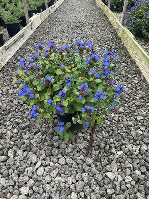 Blue Plumbago (Ceratostigma plumbaginoides) in a #1 container, covered in vivid blue blooms on a gravel nursery path.