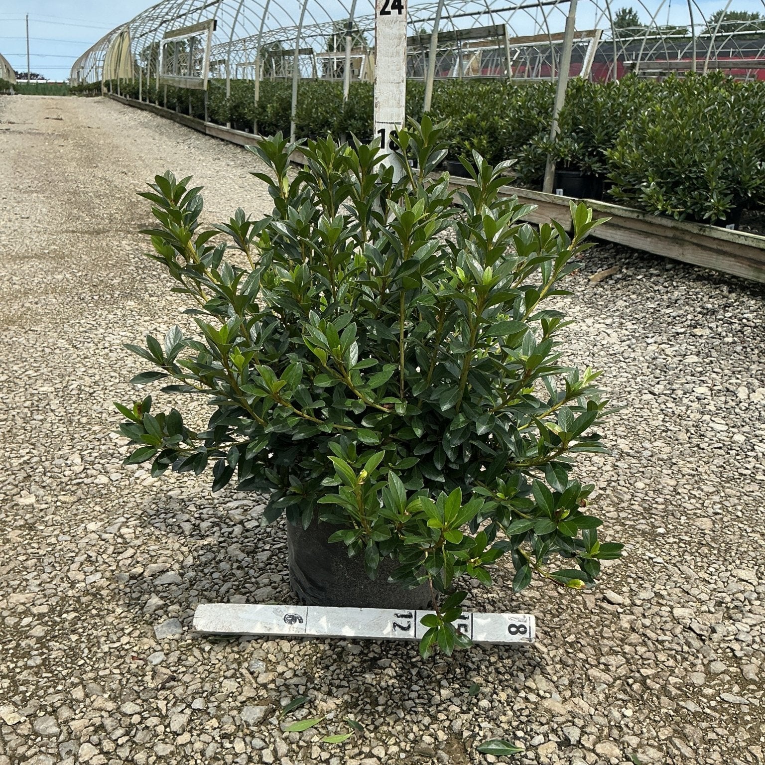 Herbert Azalea shrub in a #3 container displayed on gravel at a nursery, showing dense, glossy dark green foliage.