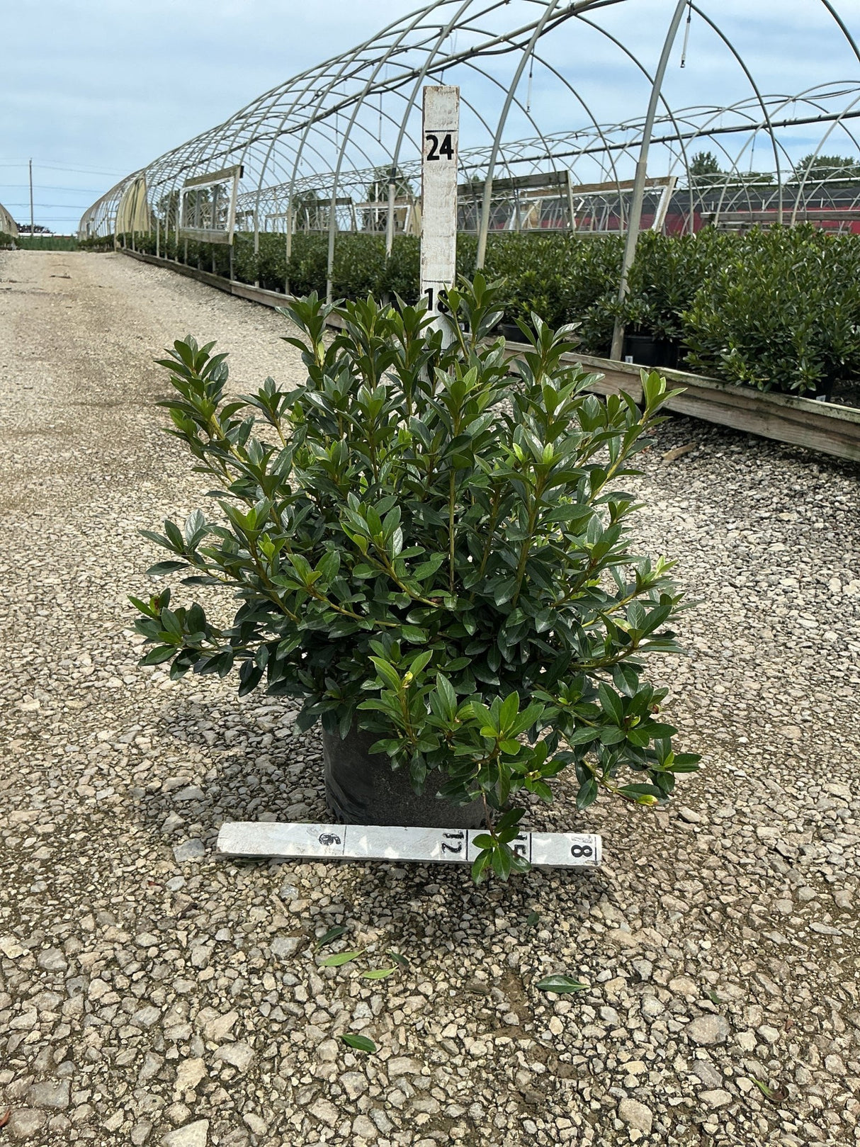 Herbert Azalea shrub in a #3 container displayed on gravel at a nursery, showing dense, glossy dark green foliage.