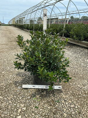 Herbert Azalea shrub in a #3 container displayed on gravel at a nursery, showing dense, glossy dark green foliage.