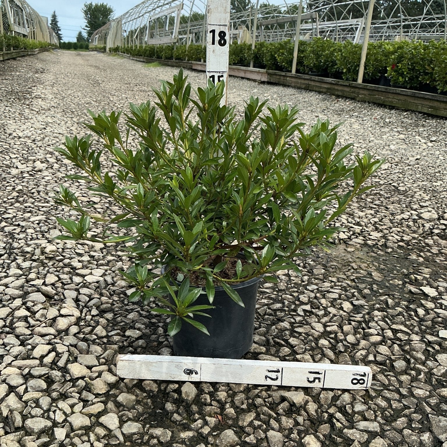 Herbert Azalea shrub in a #1 container displayed on gravel at a nursery, showing dense dark green foliage.