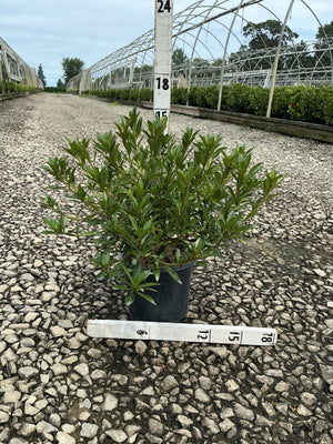 Herbert Azalea shrub in a #1 container displayed on gravel at a nursery, showing dense dark green foliage.