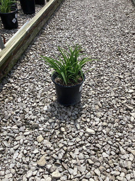 Grape Magic Daylily in a #1 black nursery container set on gravel at a garden center.