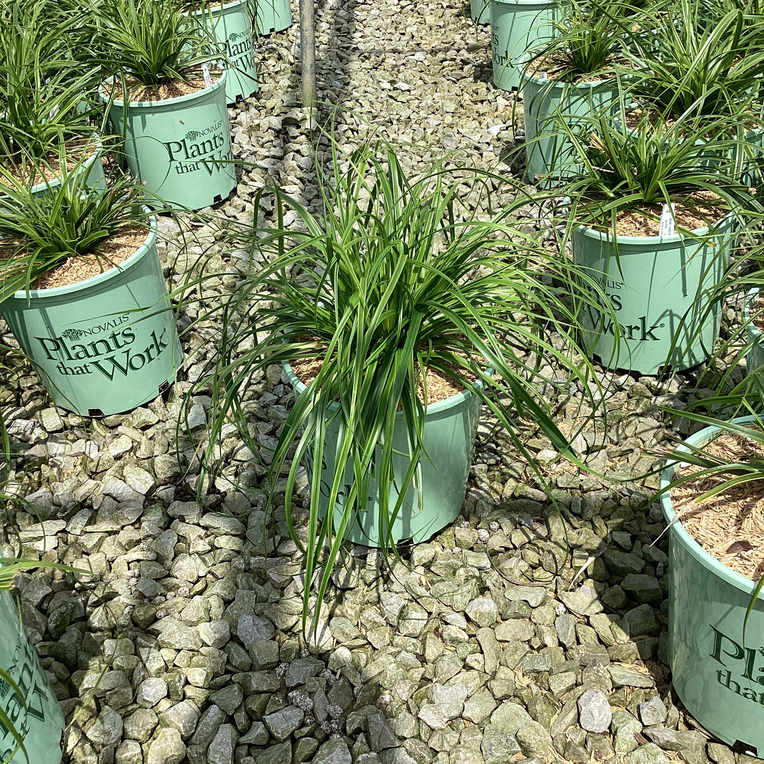 EverColor Everlime Variegated Sedge Grass in green nursery containers arranged in rows on a gravel bed.