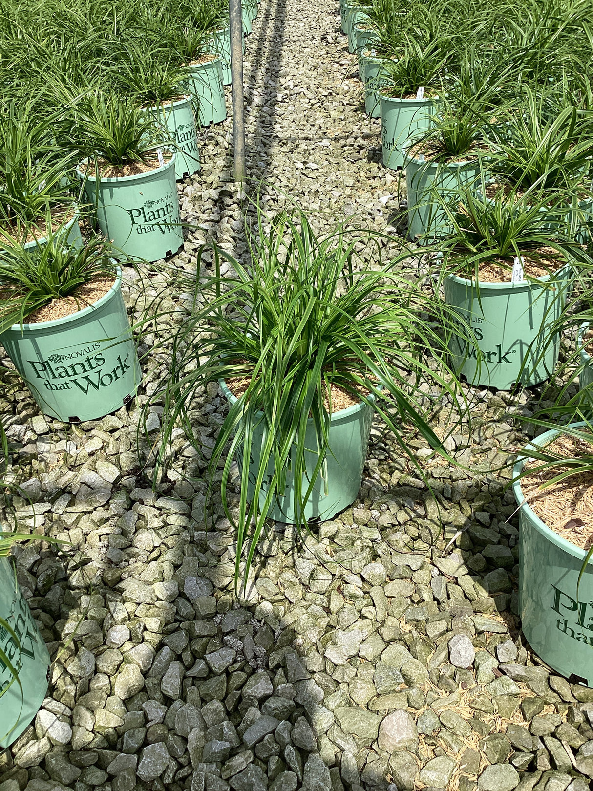 EverColor Everlime Variegated Sedge Grass in green nursery containers arranged in rows on a gravel bed.