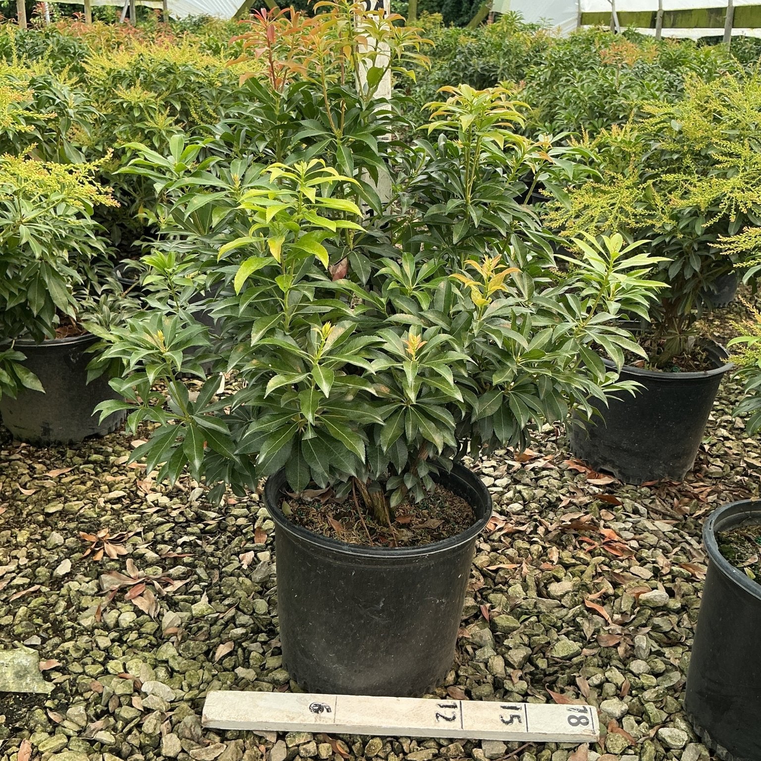 Dorothy Wycoff Pieris shrub in a #3 container showing dense dark green foliage with red-tipped new growth, displayed in a nursery greenhouse.