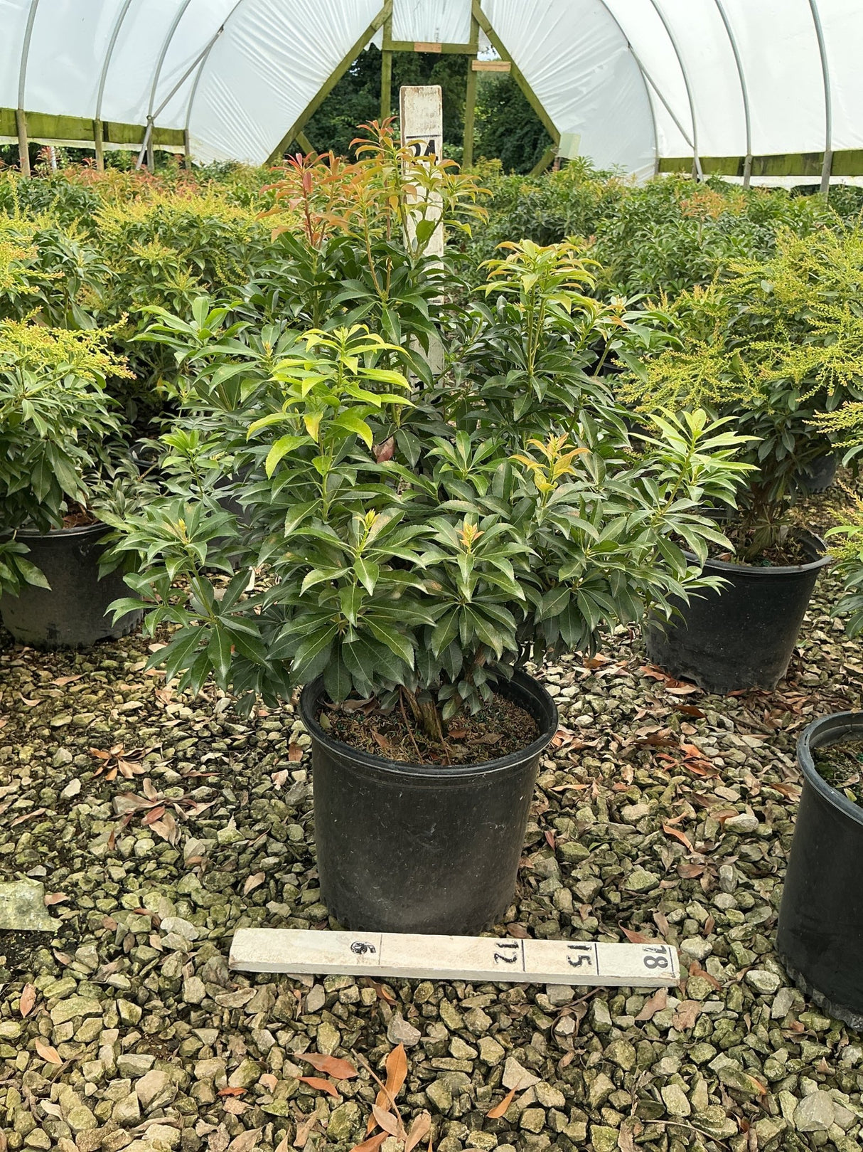 Dorothy Wycoff Pieris shrub in a #3 container showing dense dark green foliage with red-tipped new growth, displayed in a nursery greenhouse.