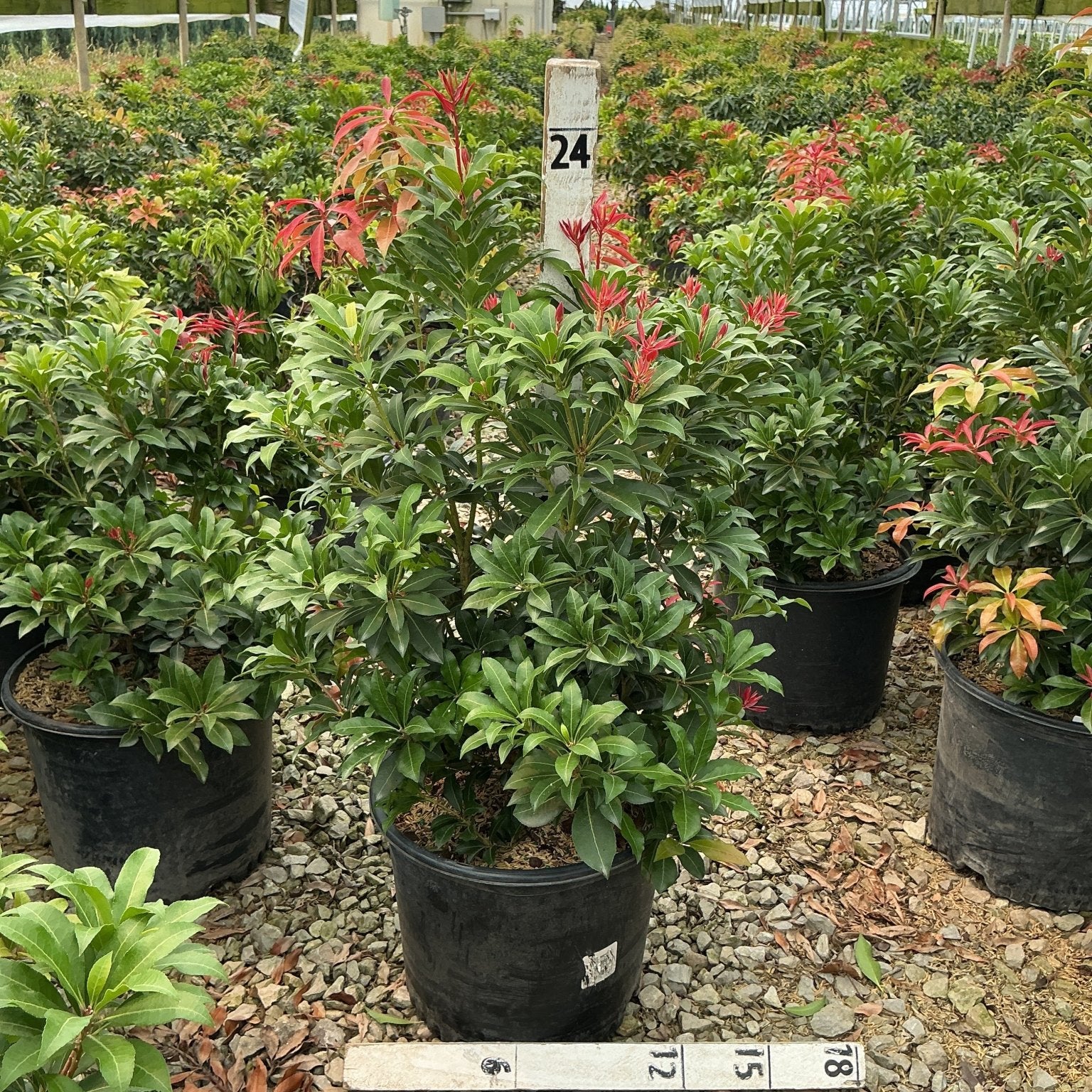 Pieris japonica Mountain Fire shrubs in black nursery containers inside a greenhouse, showing dark green foliage with vivid red new growth.
