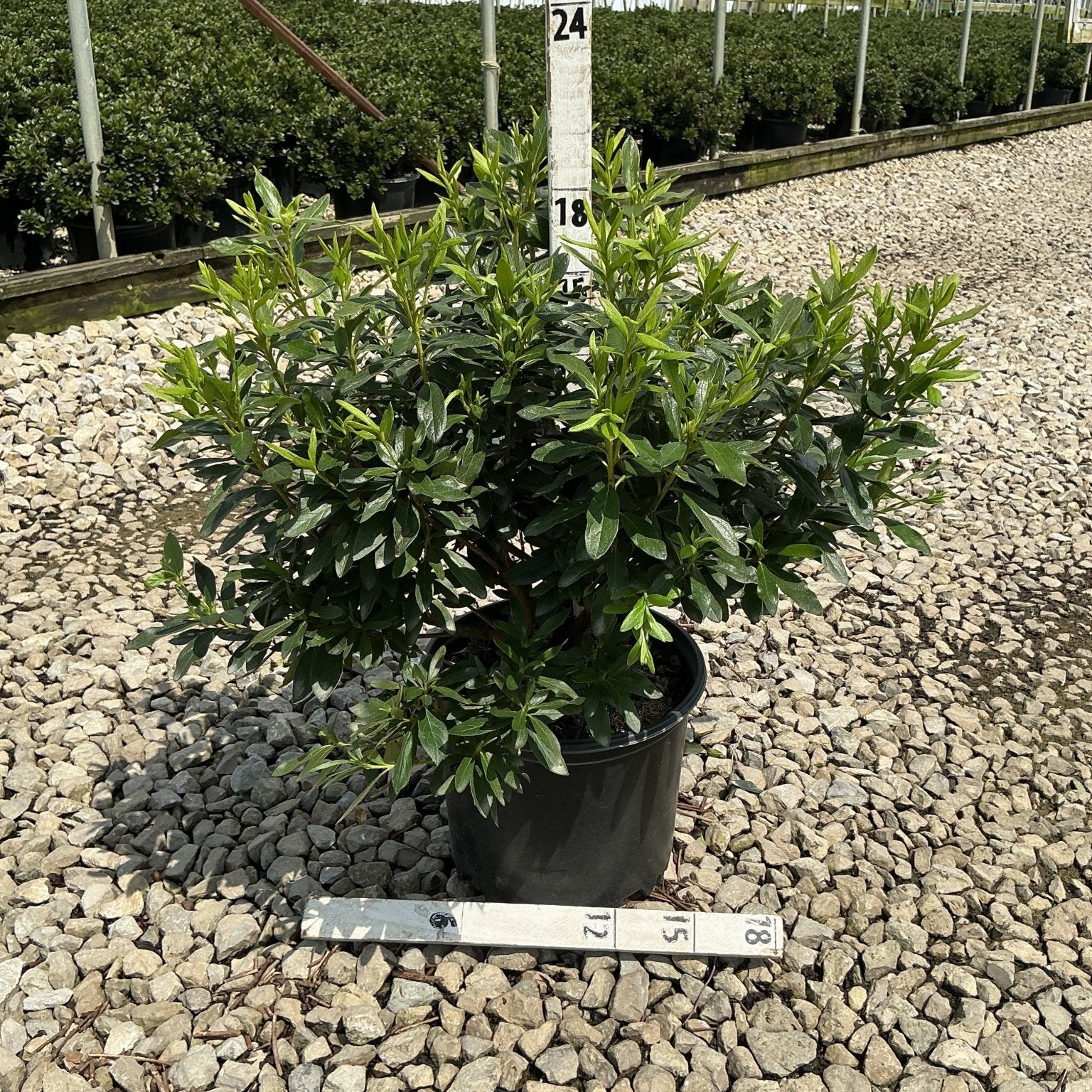 Compact Korean Rhododendron shrub in a #3 black nursery container, showing dense dark green foliage at a wholesale grower.